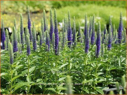 Veronica spicata &#039;Ulster Blue Dwarf&#039; | Aarereprijs, Ereprijs