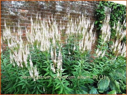 Veronicastrum virginicum &#039;Album&#039; | Virginische ereprijs