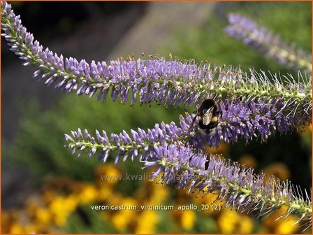 Veronicastrum virginicum 'Apollo' | Virginische ereprijs
