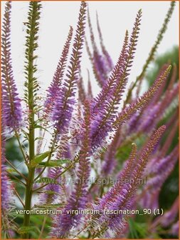 Veronicastrum virginicum &#039;Fascination&#039; | Virginische ereprijs, Zwarte ereprijs, Naaldereprijs | Kandelaberehrenpreis 