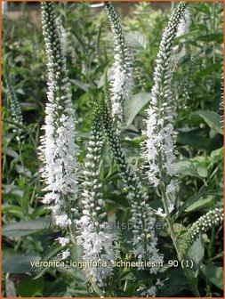 Veronica longifolia 'Schneeriesin' | Lange ereprijs, Ereprijs