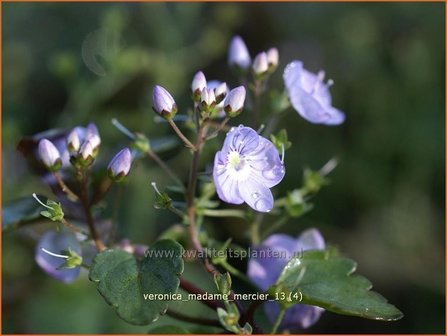 Veronica &#039;Madame Mercier&#039; | Ereprijs