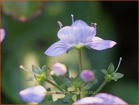 Veronica &#039;Madame Mercier&#039; | Ereprijs