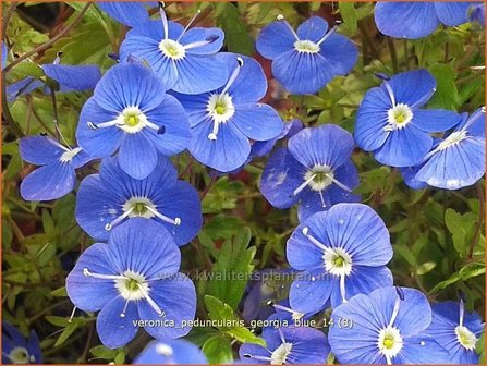 Veronica peduncularis 'Georgia Blue' | Ereprijs