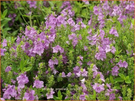 Veronica prostrata &#039;Mrs Holt&#039; | Liggende ereprijs, Ereprijs | Niederliegender Ehrenpreis