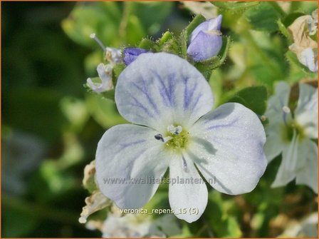 Veronica repens | Kruipende ereprijs, Ereprijs