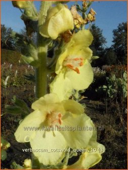 Verbascum 'Cotswold Queen' | Toorts | K&ouml;nigskerze | Mullein