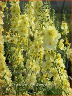 Verbascum 'Gainsborough' | Toorts