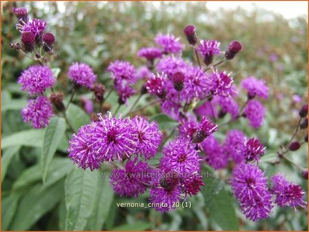 Vernonia crinita | IJzerkruid