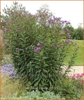 Vernonia crinita | IJzerkruid