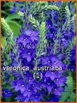 Veronica austriaca &#039;Royal Blue&#039; | Brede ereprijs, Ereprijs