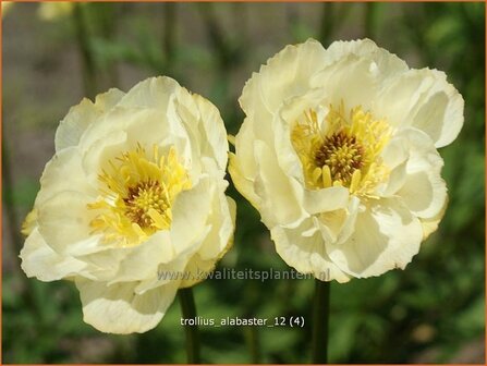 Trollius &#039;Alabaster&#039; | Kogelbloem, Globebloem