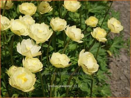 Trollius &#039;Alabaster&#039; | Kogelbloem, Globebloem