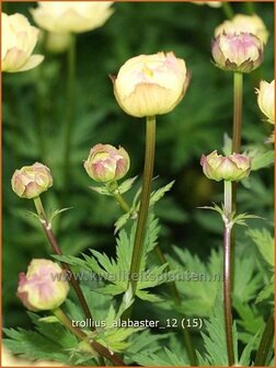Trollius &#039;Alabaster&#039; | Kogelbloem, Globebloem