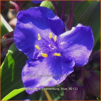 Tradescantia 'Zwanenburg Blue' | Eendagsbloem, Vaderplant