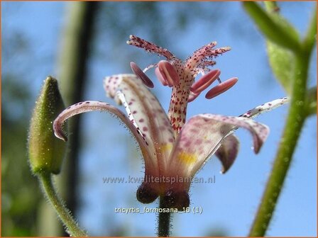 Tricyrtis formosana | Paddenlelie, Armeluisorchidee