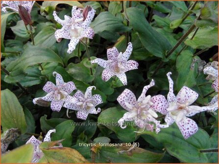 Tricyrtis formosana | Paddenlelie, Armeluisorchidee