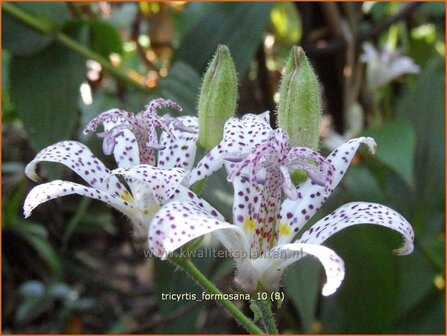 Tricyrtis formosana | Paddenlelie, Armeluisorchidee