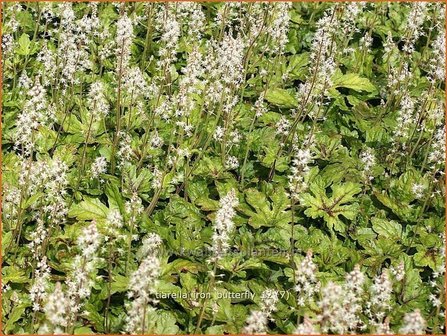 Tiarella &#039;Iron Butterfly&#039; | Schuimbloem, Perzische muts