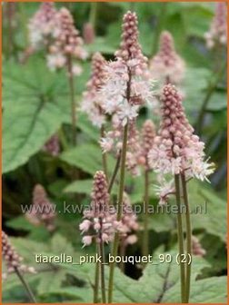 Tiarella &#039;Pink Bouquet&#039; | Schuimbloem, Perzische muts