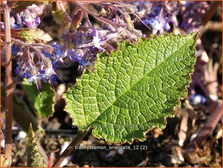 Trachystemon orientalis | Ori&euml;ntaals komkommerkruid | Rauling