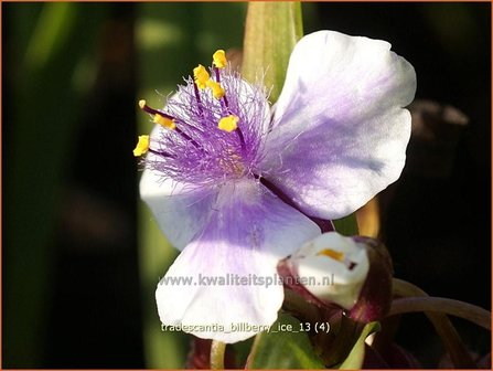 Tradescantia &#039;Billberry Ice&#039; | Eendagsbloem, Vaderplant