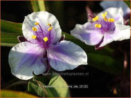 Tradescantia &#039;Billberry Ice&#039; | Eendagsbloem, Vaderplant