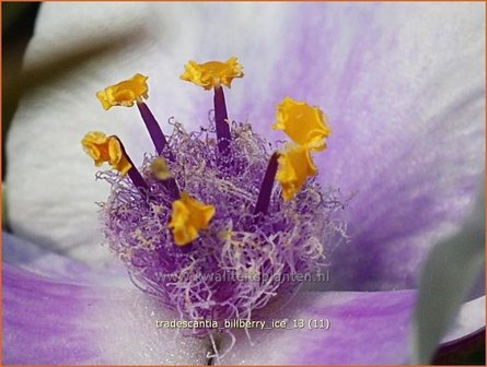 Tradescantia &#039;Billberry Ice&#039; | Eendagsbloem, Vaderplant