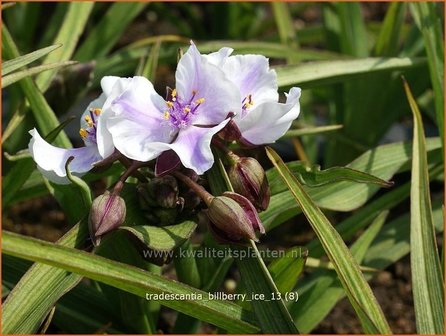 Tradescantia &#039;Billberry Ice&#039; | Eendagsbloem, Vaderplant