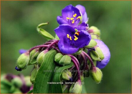 Tradescantia &#039;Leonora&#039; | Eendagsbloem, Vaderplant