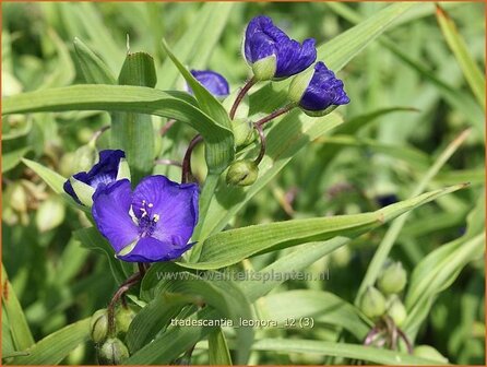 Tradescantia &#039;Leonora&#039; | Eendagsbloem, Vaderplant