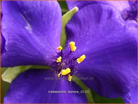 Tradescantia &#039;Leonora&#039; | Eendagsbloem, Vaderplant