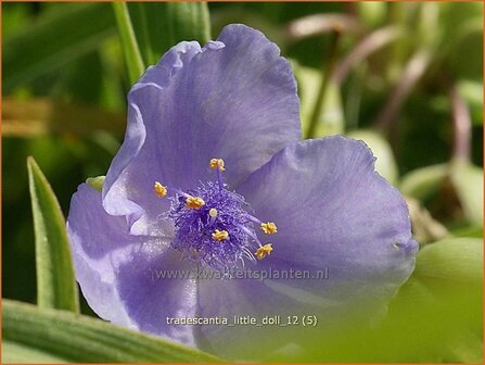 Tradescantia &#039;Little Doll&#039; | Eendagsbloem, Vaderplant