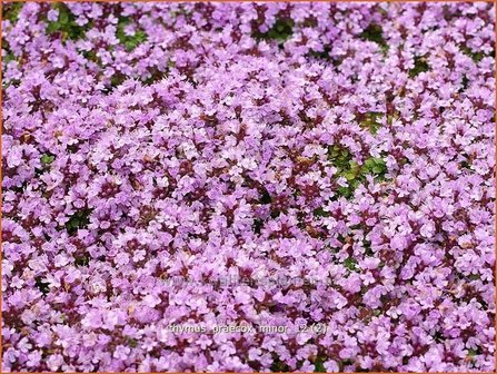 Thymus praecox 'Minor' | Kruiptijm, Tijm | Fr&uuml;hbl&uuml;hender Thymian
