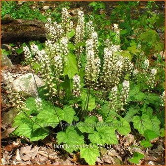 Tiarella cordifolia | Schuimbloem, Perzische muts