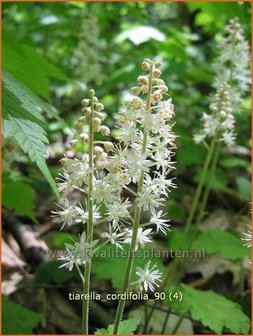 Tiarella cordifolia | Schuimbloem, Perzische muts