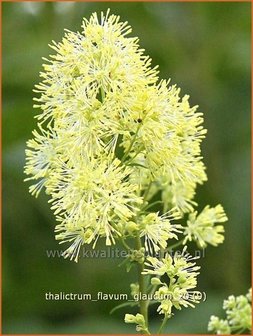 Thalictrum flavum glaucum | Ruit