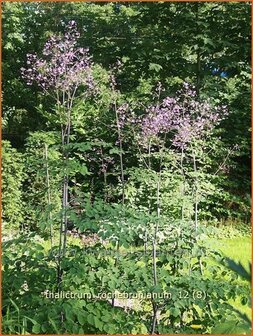 Thalictrum rochebrunianum | Ruit