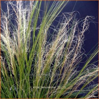 Stipa tenuissima | Vedergras