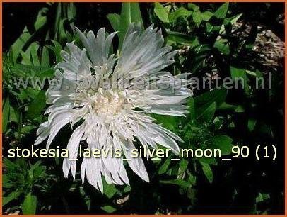 Stokesia laevis &#039;Silver Moon&#039; | Korenbloemaster