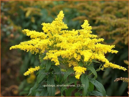 Solidago &#039;Strahlenkrone&#039; | Guldenroede