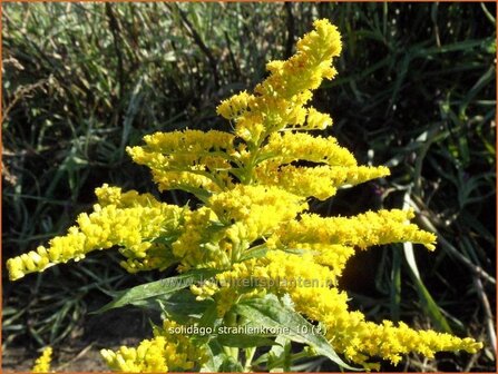 Solidago &#039;Strahlenkrone&#039; | Guldenroede