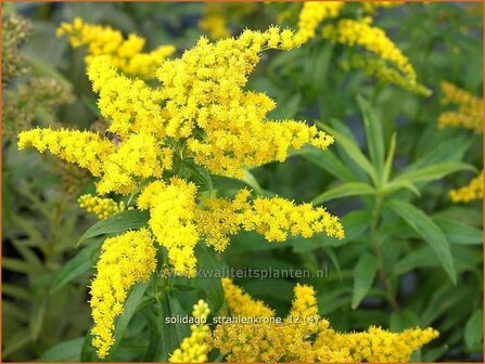 Solidago &#039;Strahlenkrone&#039; | Guldenroede