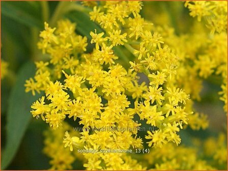 Solidago &#039;Strahlenkrone&#039; | Guldenroede