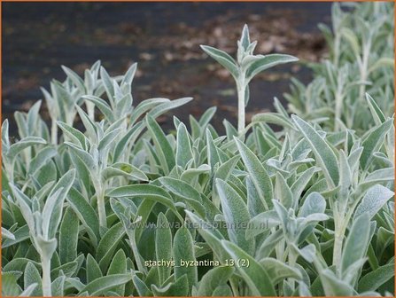 Stachys byzantina | Ezelsoor, Berenoor, Andoorn | Wollziest