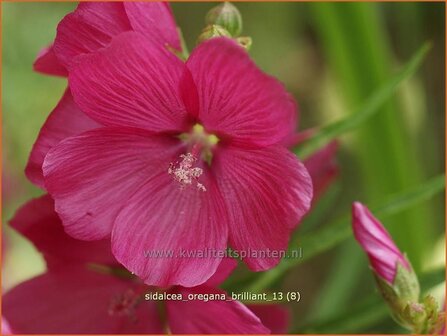 Sidalcea oregana &#039;Brilliant&#039; | Griekse malva