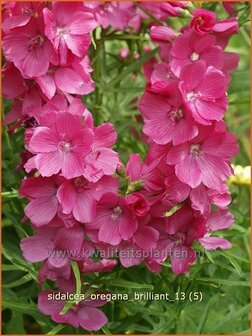 Sidalcea oregana &#039;Brilliant&#039; | Griekse malva