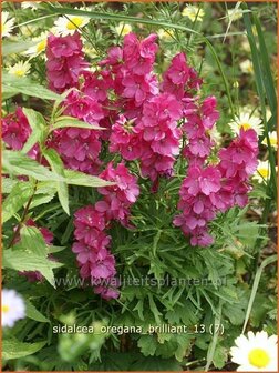 Sidalcea oregana &#039;Brilliant&#039; | Griekse malva