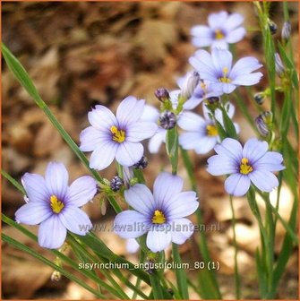 Sisyrinchium angustifolium | Bieslelie