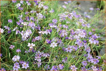 Sisyrinchium angustifolium | Bieslelie